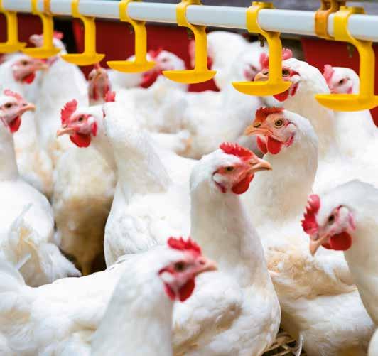 HOW SELISSEO HELPS INCREASING PROFIT IN POULTRY PRODUCTION Selisseo, the