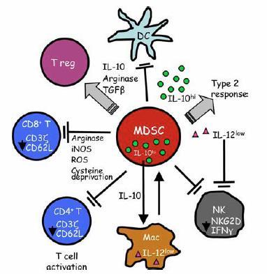 Myeloid-derived Suppressor Cells (MDSC) MDSCs suppress antitumor immunity Impair innate immunity Suppress T-cell activation Limited antigen