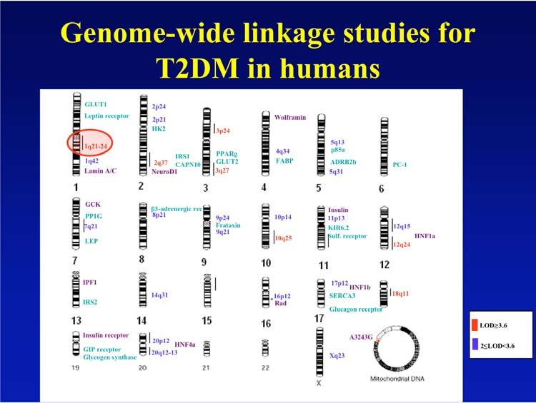 Genome-wide linkage studies for T2DM in humans GLUT1 Leptin receptor 2p24 2p21 HK2 3p24 Wolframin 1q21-24 1q42 Lamin A/C