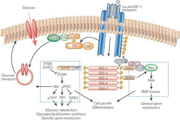 Insulin action Insulin Insulin Receptor shc Cap RAS SOS GRB2 IRS Cbl Crk II Glucose Uptake RAF MAPKK PI 3-K PKC