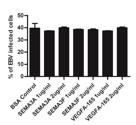 Supplementary Figure 10. The ligands for NRP1 have no effect on EBV infection. HNE1 cells (2.
