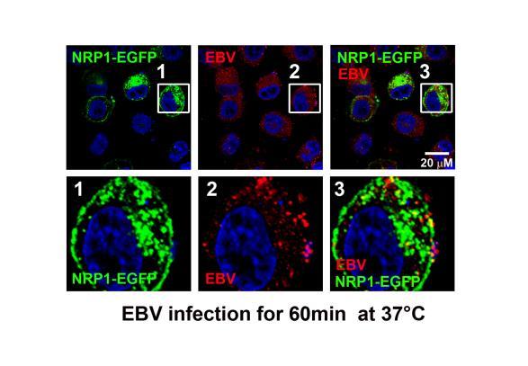 Supplementary Figure 11. EBV co-localized with NRP1. HNE1 cells transiently transfected with the expression plasmids for NRP1 (NRP1-EGFP) for 24 h and were then infected with cell-free EBV.