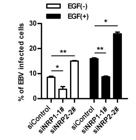 Supplementary Figure 13. Facilitating role of NRP1 and EGF in the cell-to-cell contact mediated EBV infection.