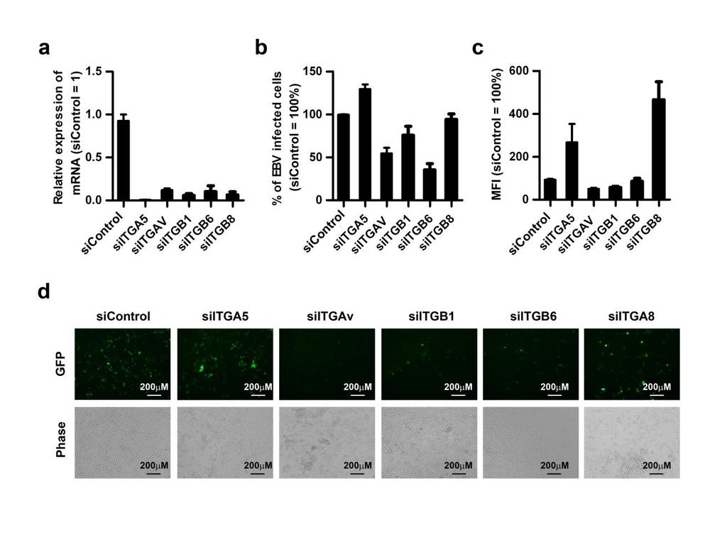 Supplementary Figure 14. Knockdown of ITGAV, ITGB1 and ITGB6 inhibit EBV infection in HNE1 cells. (a) Indicated integrins were silenced in HNE1 cells.