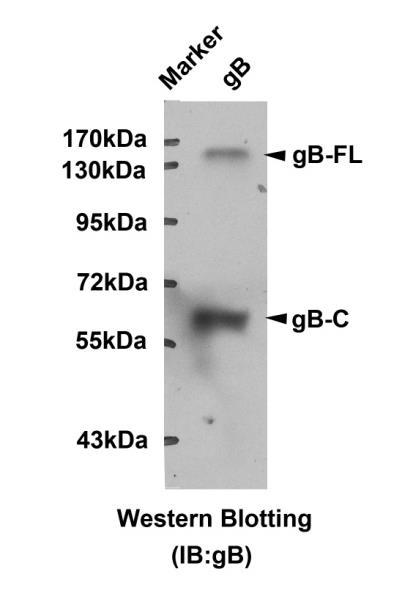 Supplementary Figure 2. Western blotting analysis for the expression of gb in the purified EBV.