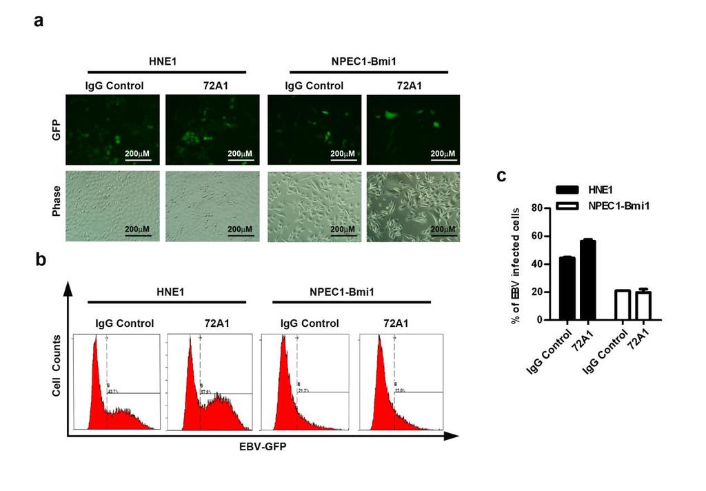 Supplementary Figure 4. Antibody against gp350 (72A1) has no effect on EBV infection of HNE1 and NPEC1-Bmi1 cells.