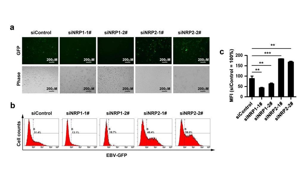 Supplementary Figure 5. Knockdown of NRP1 suppresses, whereas downregulation of NRP2 promotes EBV infection of HNE1 cells.