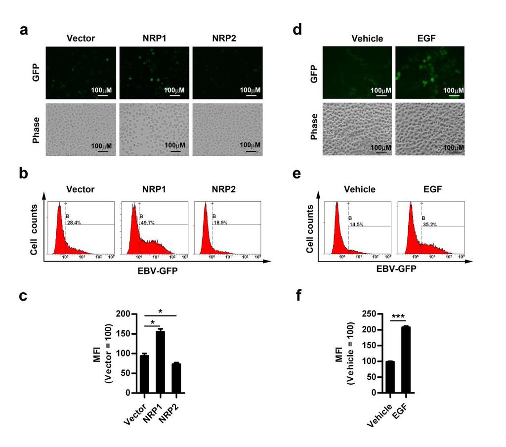 Supplementary Figure 6. NRP1 and EGF enhance EBV infection of HNE1 cells. HNE1 cells transfected with overexpression plasmids for NRP1 and NRP2 (a) or treated with EGF (b) were exposed to EBV for 2h.