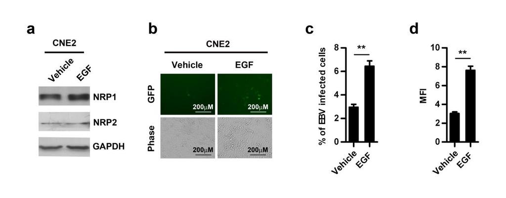 Supplementary Figure 7. EGF enhances EBV infection of CNE2 cells. (a) EGF up-regulated NRP1 expression in CNE2 cells.