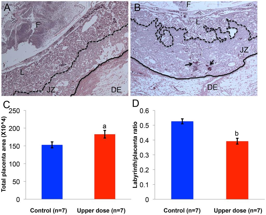 Figure 9. BPA exposure was associated with defective placental development. Hematoxylin and eosin-stained histological sections of representative E12.
