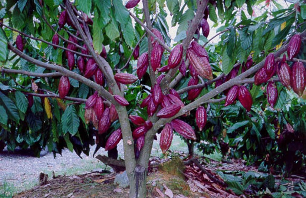 COCOA WORKSHOP ON THE SAFE USE OF