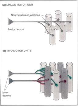 Mechanics 1 Force produced in skeletal muscles is related to the number of motor units recruited for the task.
