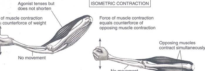 Three mechanical functions of working muscles Force or