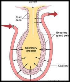 What goes on during digestion Motility - propulsion and mixing Secretion