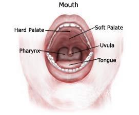 Your 2 nd brain Down the chute oral cavity Physical digestion