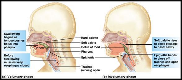 impulses to salivary glands PNS and SNS signals both