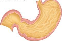 Mucosa of stomach Gastric pits