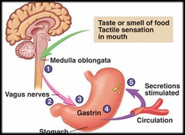 Controlling gastric juices.