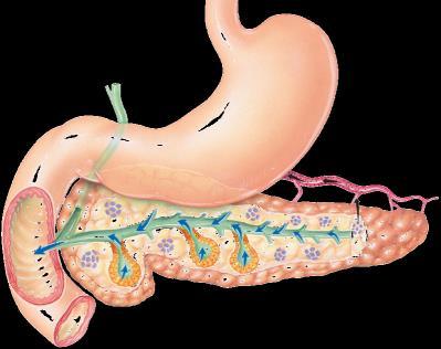 Pancreas Stomach