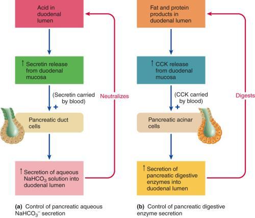 Pancreas An endocrine