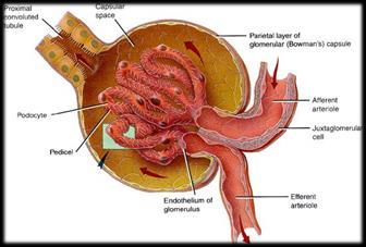 Let s make the filtrate... Blood is filtered at the glomerulus. Water and solutes leave the blood and enter Bowman s capsule.