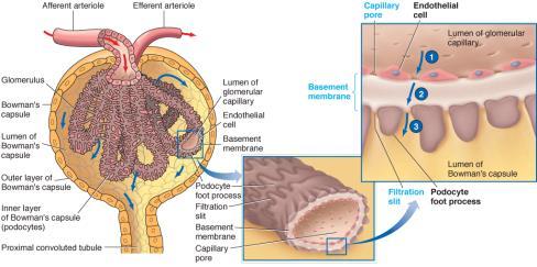 Normally blood cells and plasma proteins are not filtered Glomerular filtration Glomerular filtration is similar to ultrafiltration of