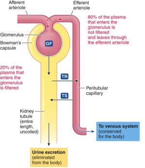 Tubular reabsorption and secretion 180