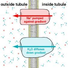 movement of many other substances in the tubule