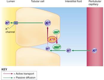 tubule K + secretion is driven by the Na + K +