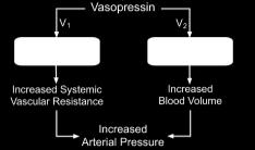controls H 2 O RA Vasopressin hormone controls permeability at