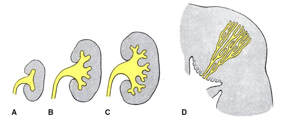 forms renal pelvis, major and minor calyces,