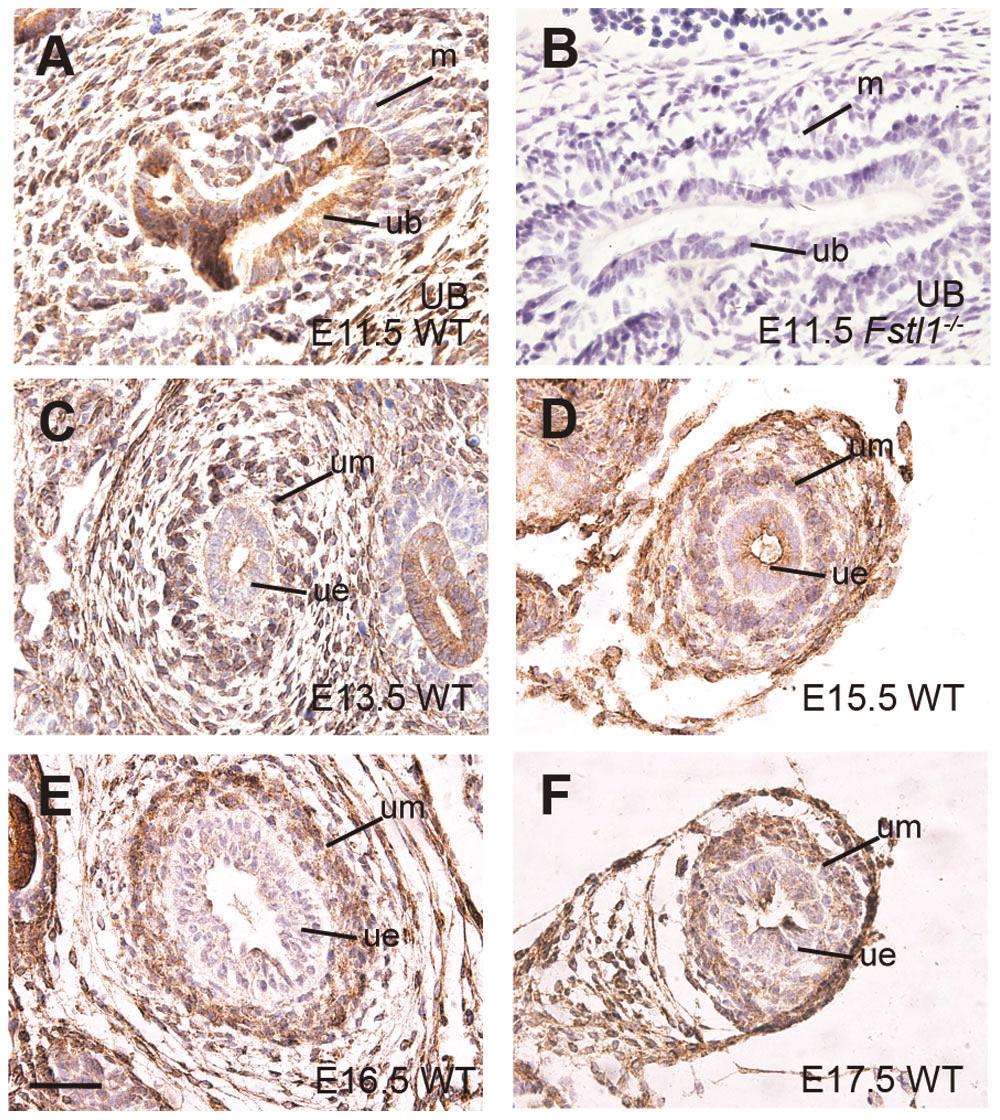 Fstl1 Regulates Ureter Development Figure 1. Fstl1 protein expression in developing murine ureter.