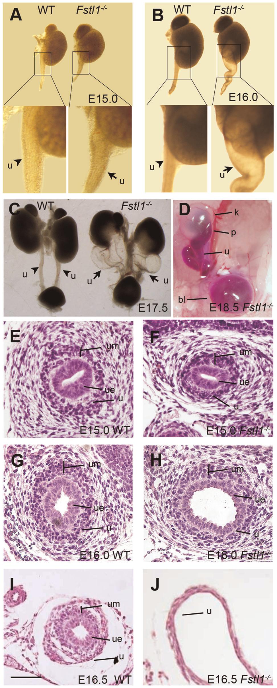 5 (D), E16.5 (E) and E17.5 (F). Note that Fstl1 immunostaining was observed in the mesenchyme (um) as well as the ureteric epithelium (ue) from E15.5 to E17.5 (C-F). Scale bars: 40 mm.