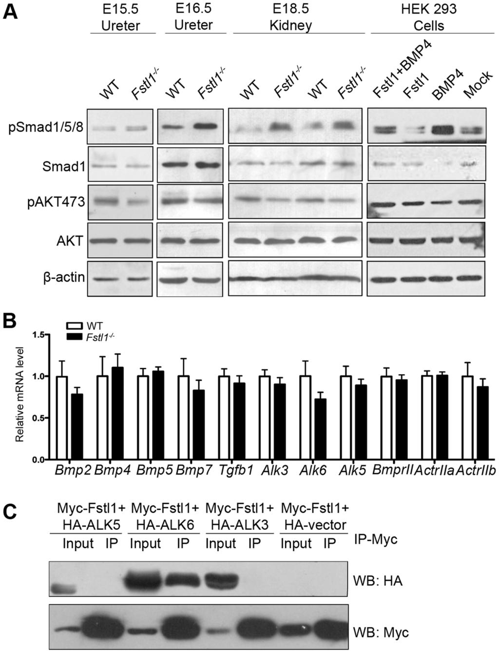 Fig. 6. Up-regulation of BMP signaling in the Fstl1 -/- ureter and kidney. (A) Western blots of psmad1/5/8, Smad1, pakt (Ser 473 ), AKT, and b- actin from E15.5 (left panel) and E16.