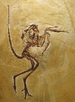 (Total 6 marks) Q25. The photograph shows a fossil of a prehistoric bird called Archaeopteryx. By Ghedoghedo (own work) [CC-BY-SA-3.0 (http://creativecommons.org/licenses/by-sa-3.