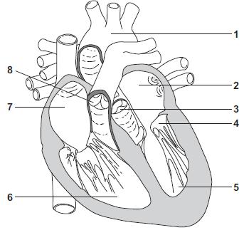 Q29. The diagram in Figure 1 shows a section through the human heart, seen from the front. Figure 1 (a) Draw a ring around the correct answer to complete each sentence.