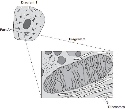 Diagram 2 shows part of the cell seen under an electron microscope. Part A is where most of the reactions of aerobic respiration happen.