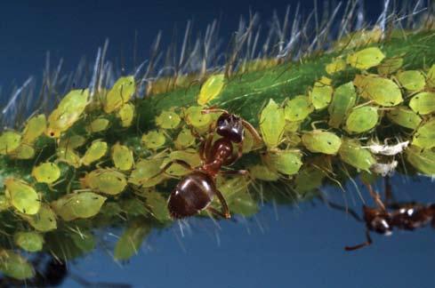 When aphids are found, estimate the population size per plant.