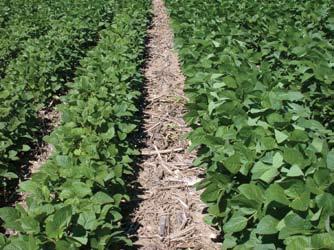 If an insecticide is sprayed, a small, unsprayed test strip left in the field will help to determine the real value and performance of the insecticide treatment.