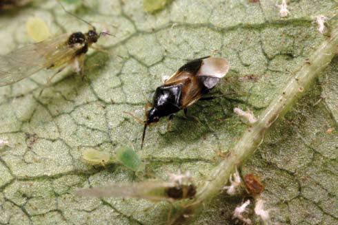 Preventive Tactics In addition to insecticides, some preventive tactics may help reduce aphid problems.