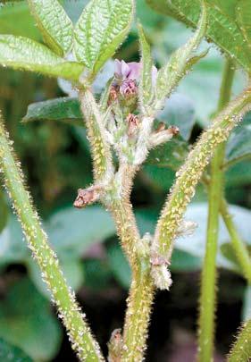 by Marlin E. Rice, Matt O Neal, and Palle Pedersen Introduction The soybean aphid (Aphis glycines) is a major pest for soybean growers in Iowa.