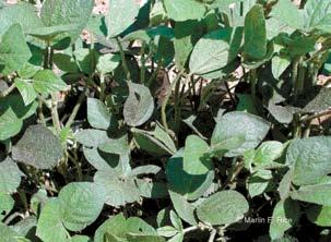 Soybean aphids prefer seedling or sapling trees on which to lay their eggs in the fall.