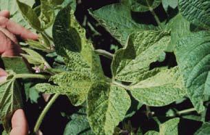 Transmission of Viruses The soybean aphid can transmit several viruses, including alfalfa mosaic virus, bean yellow mosaic virus, and soybean mosaic virus.