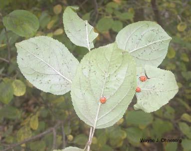 soybean aphid.