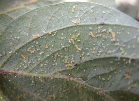 Year-to-Year Population Variation The soybean aphid has been in Iowa since the summer of 2000.
