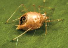 The traps are approximately 20 feet tall to collect winged aphids that are migrating from buckthorn to soybean and back.