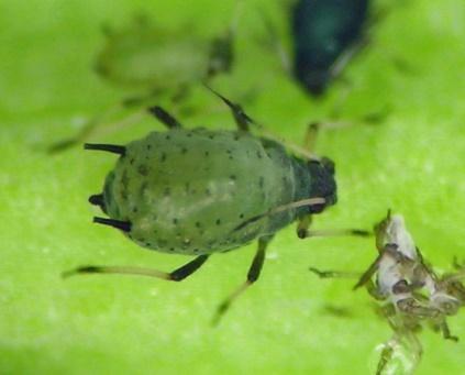 A few aphid facts Modern aphids are all parthenogenetic and viviparous, with telescoping generations and seasonal polymorphsm.