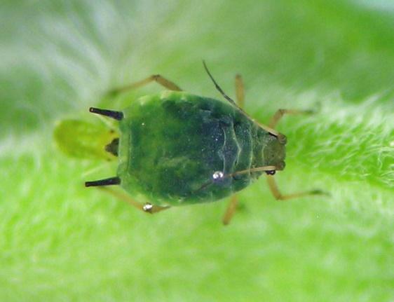 Aphids as Pests of Crops Feed on phloem sap and can cause direct
