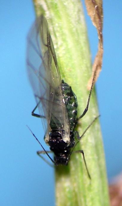 Many plant-pathogenic viruses are transmitted by aphids the aphid