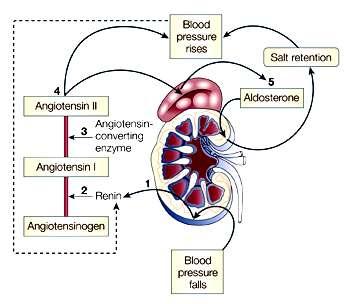 Stimulates adrenal cortex Leading to secretion of Aldosteron Aldosteron affects kidney to retain Na & water The net result is rise in B.P., rise in Na & water.